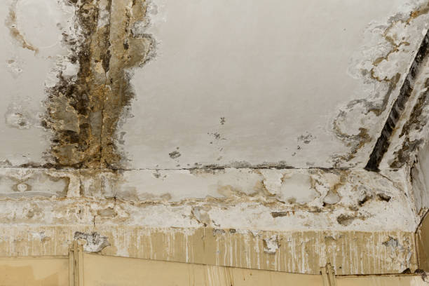 Best HVAC Mold Inspection and Cleaning  in Cheswick, PA