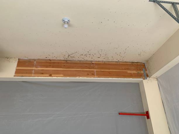 Professional Mold Removal in Cheswick, PA