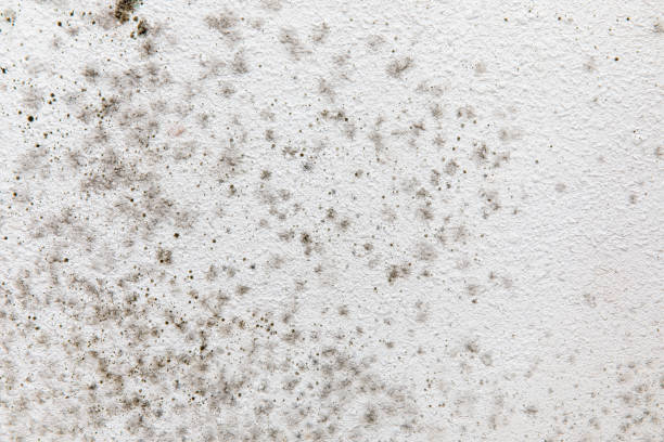 Best Emergency Mold Remediation  in Cheswick, PA