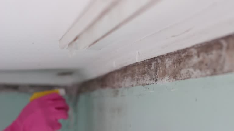 Best Forensic Mold Investigation  in Cheswick, PA